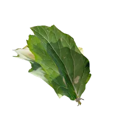 Datura's Leaves